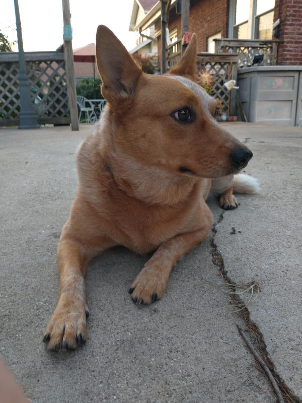 MILKBONE GravyBones Biscuits Dog Treats, 7lb box