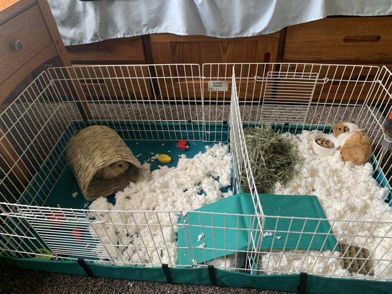 Midwest guinea best sale pig cage setup