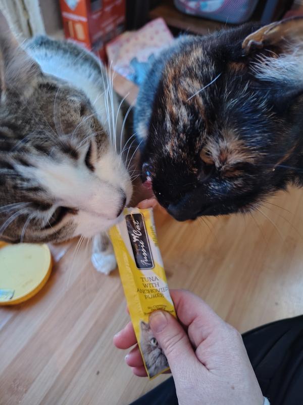 Cats attempted to get out of container.