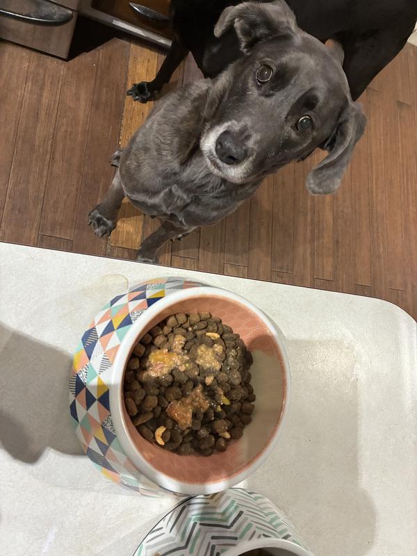 Nebula shamelessly begging for her dinner