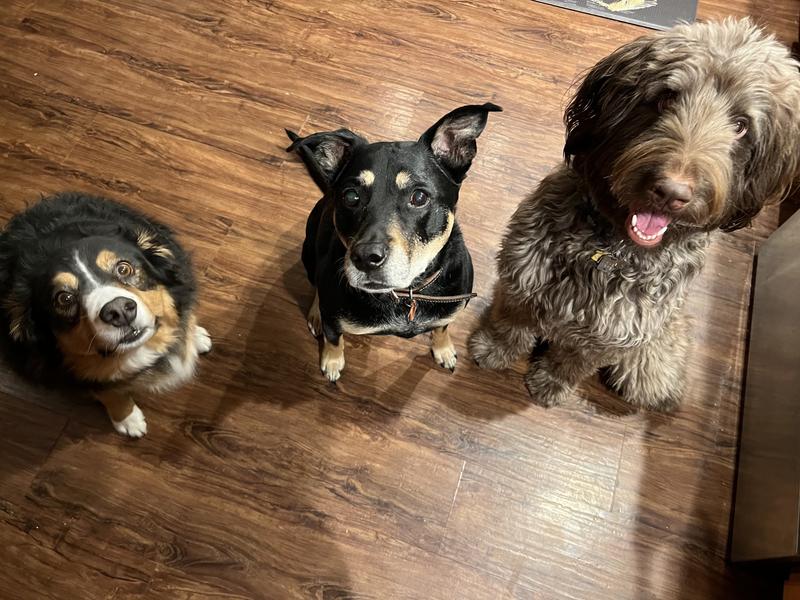 All 3 dogs patiently waiting for their treats!