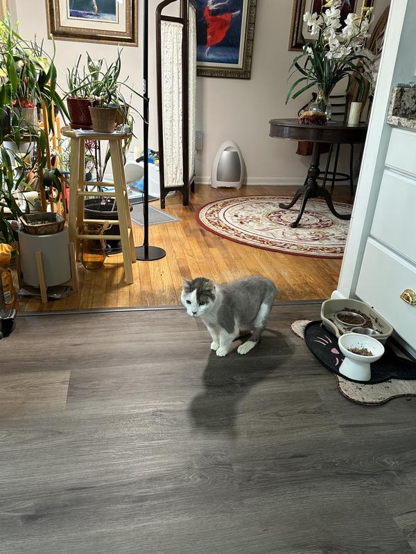 My 21yo kitty taking a break from his Cat Person to pose for the camera