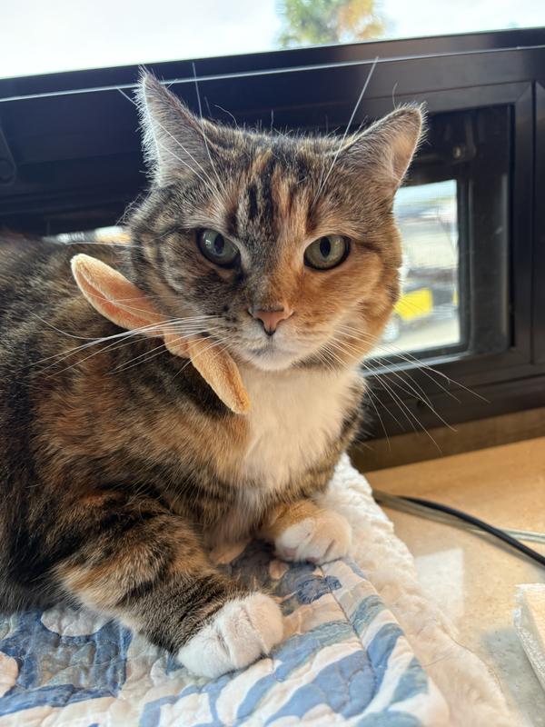 Not too big a fan of the bow 😼