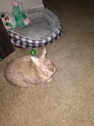 Lazy bunny!