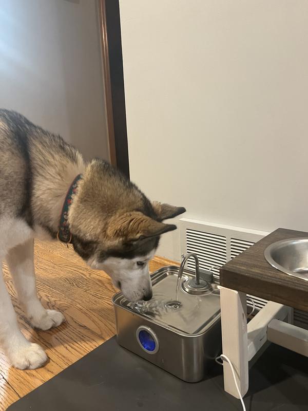 Trying the fountain for the first time