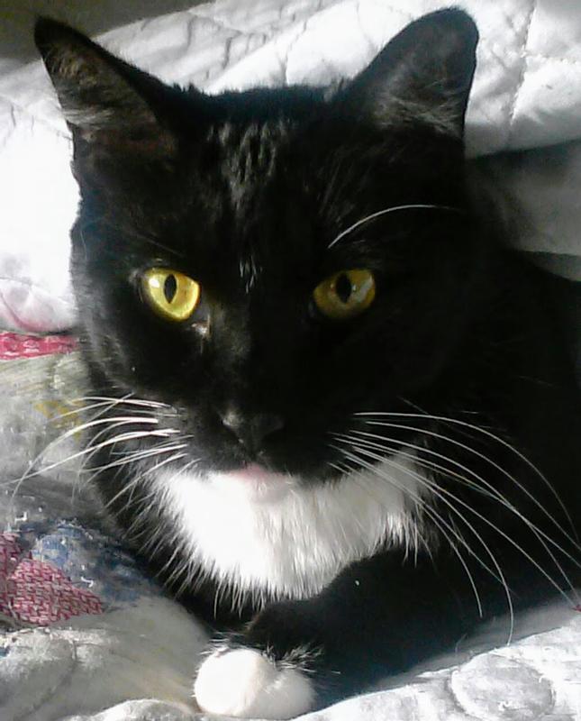Purr-fect