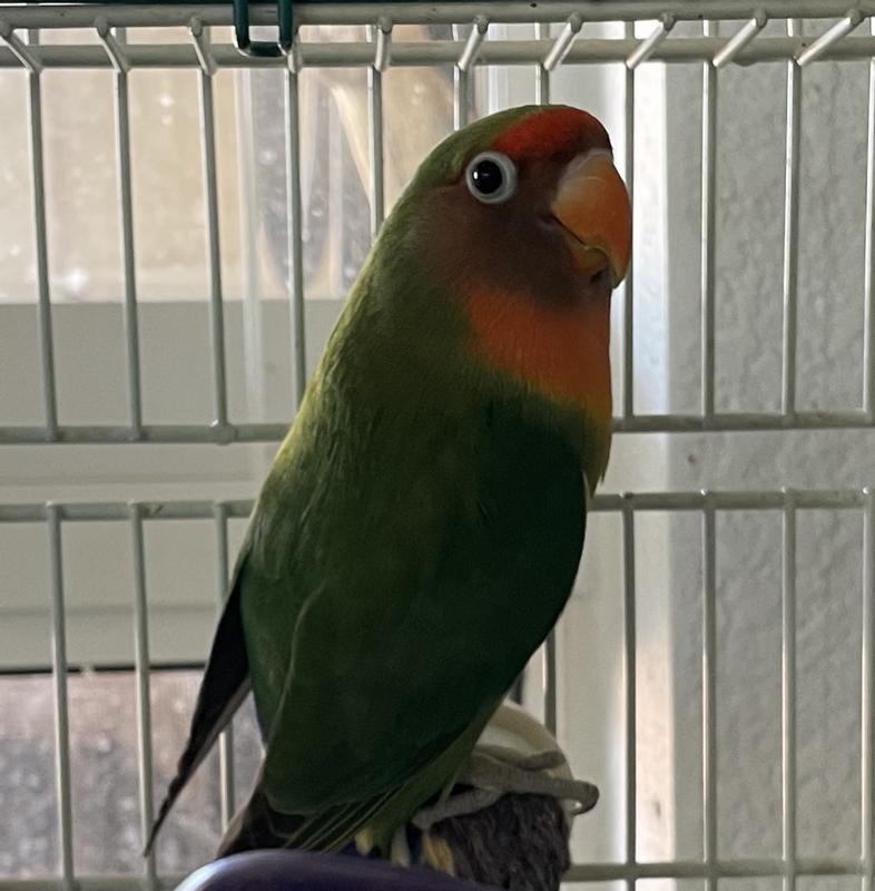 My lovebird female looking healthy and happy after using Calcivet in her water❤️
