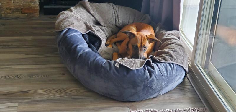 XXL bed for GS- boxer mix