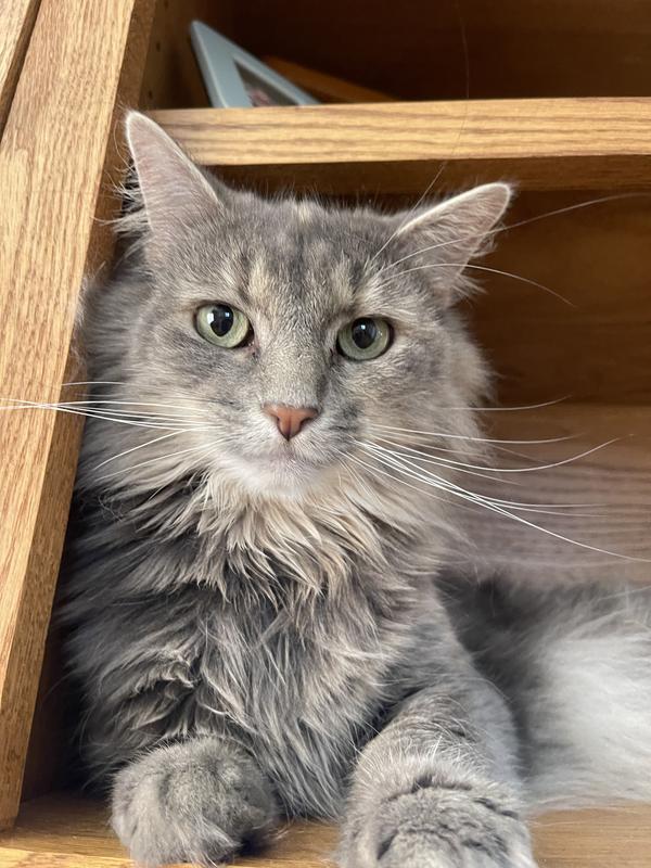 Millie in her shelf above my desk