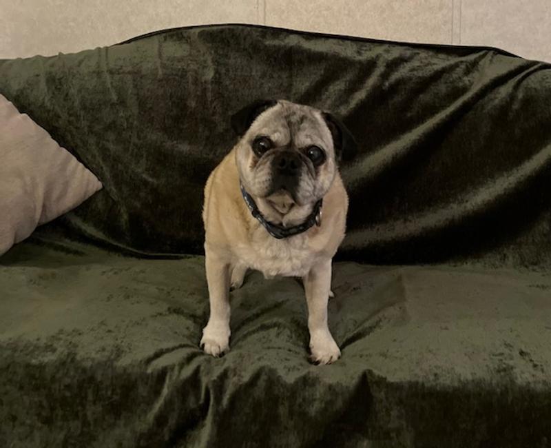 Moses says the color is nice, its super soft and it makes him look good!
