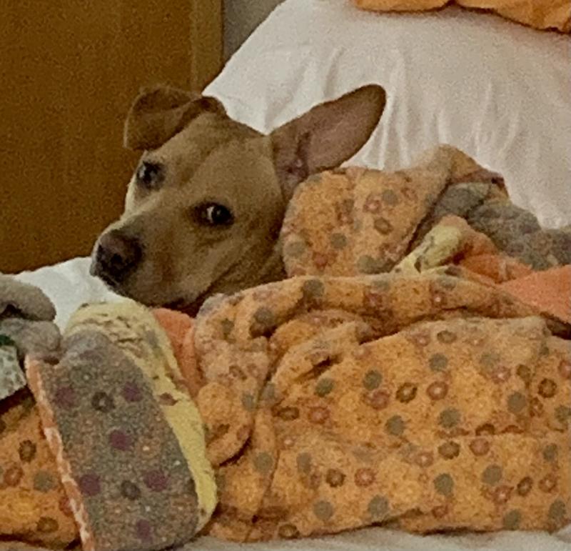 Atticus Finch smells so good with Nootie!