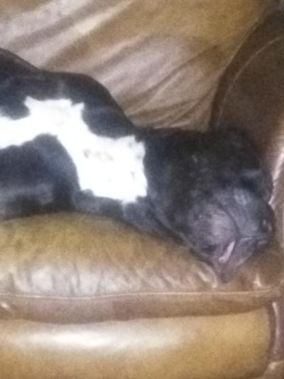 Nap time after eating lunch