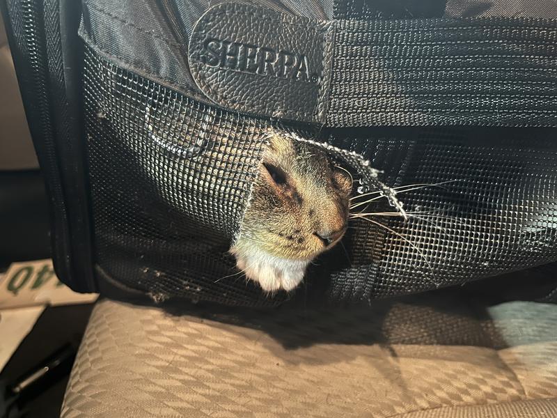 He managed to get most of his face out but got stuck when he added a paw.