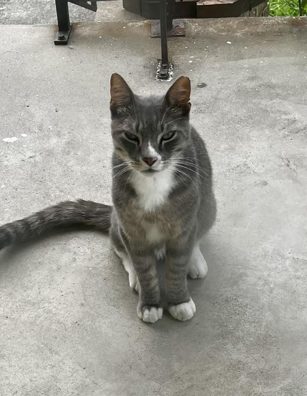 Kitty waiting for his treat!!