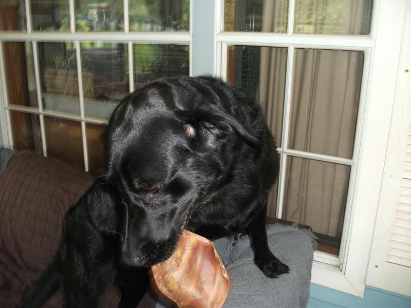Maggie was so excited to eat the ear she didn't want her picture taken!
