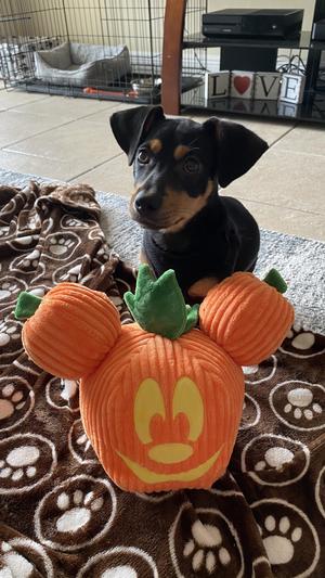 Boo to You Mickey Pumpkin Halloween Padded Sports Bra – Polka Dot