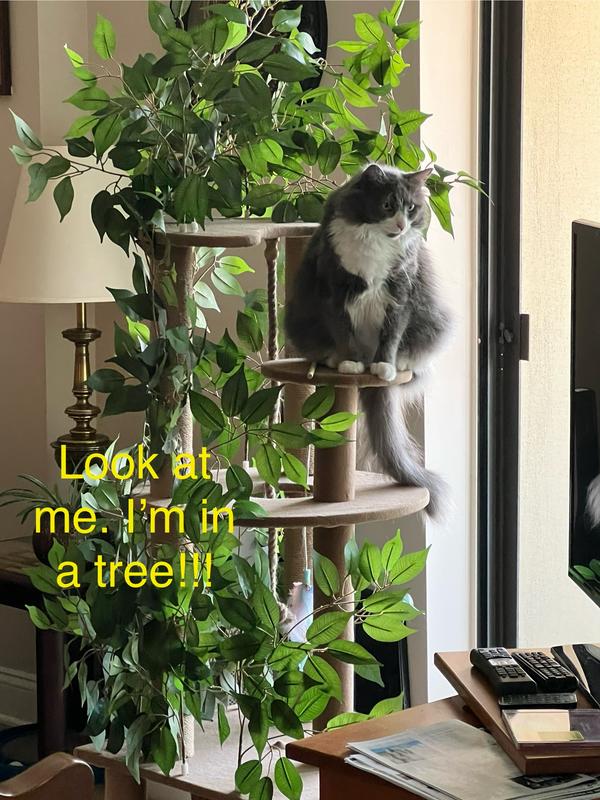 Stella loves her climbing tree.