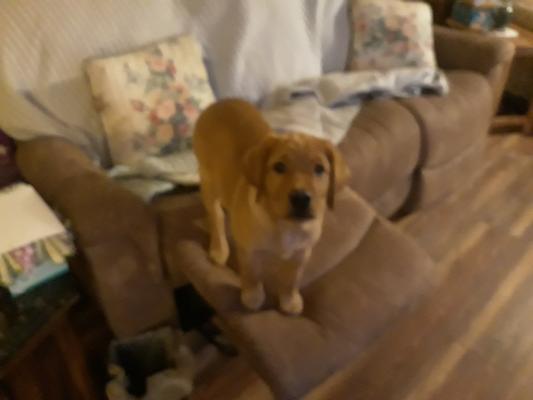 Pookey J, a highly satisfied spoiled pooch!!!!