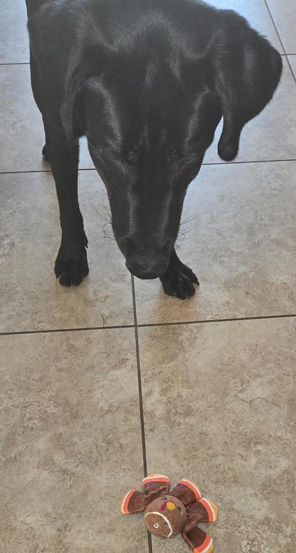 Plop on the ground, ready to bound!