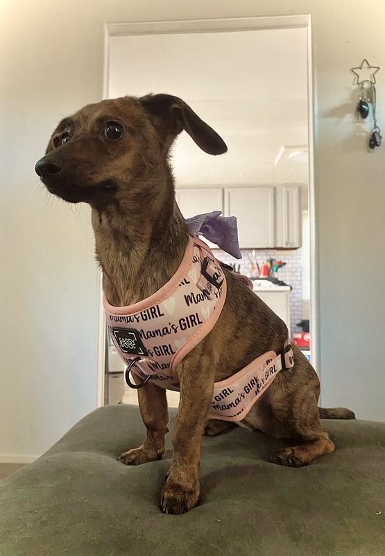 Adorable. A little big, but she will grow into it soon. Size small and she is 9lbs.