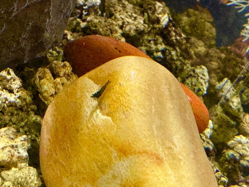 Super tiny baby blue velvet shrimp