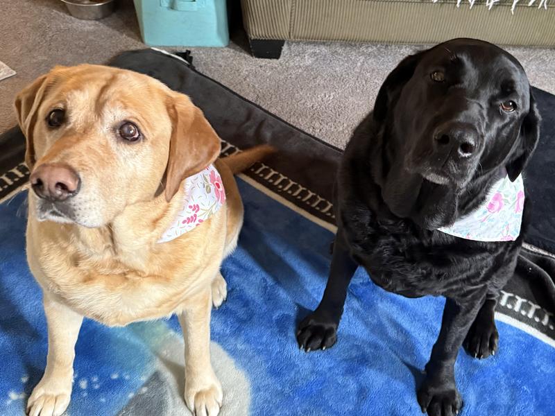 Happy pups.