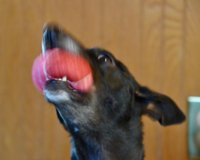 Biscuit and Kishka playing with the new balls.