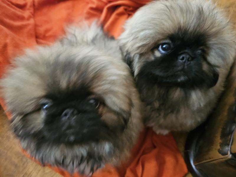 My perfect Pekingese boys!