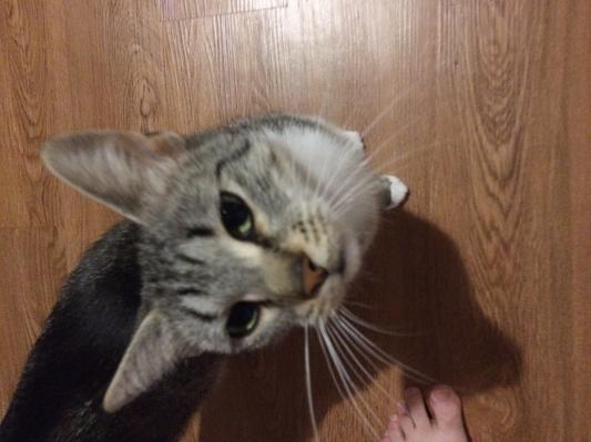 Purdy asking for a treat