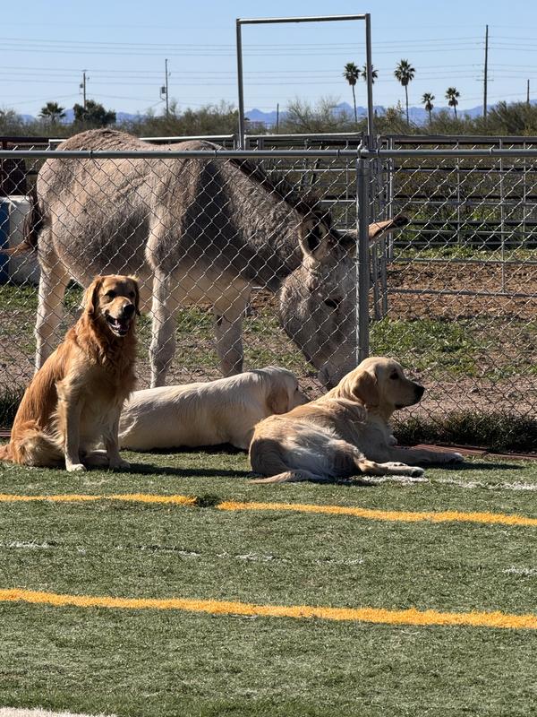 Resting after ball play