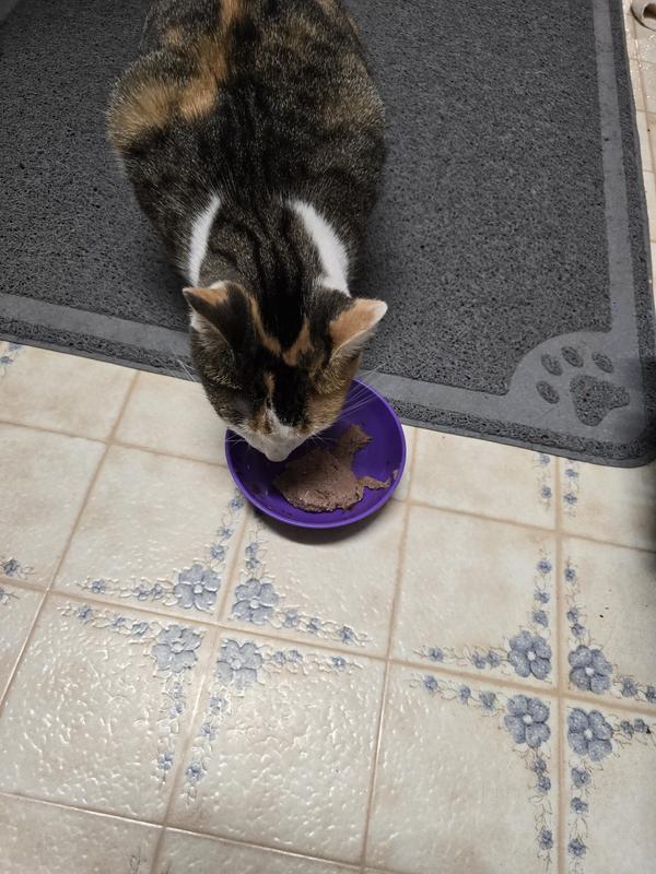 The (most) spoiled ones enjoying a second breakfast.