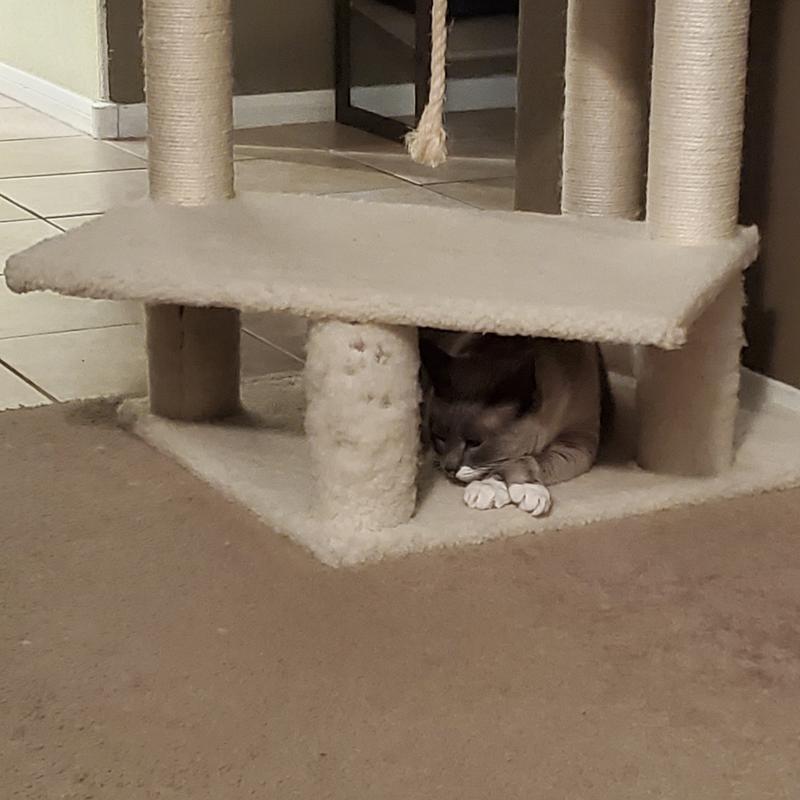 FRISCO 57 in Faux Fur Cat Tree Condo Cream Chewy