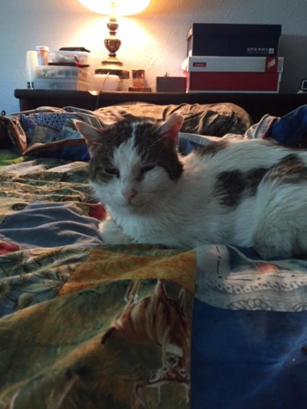 Spot, after dental surgery