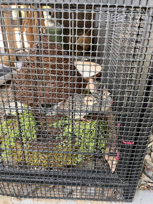 Baby Quail pb and j enjoying the fun house