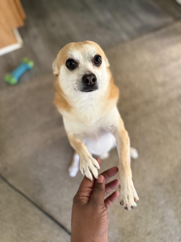 My fur baby for tax ❤️