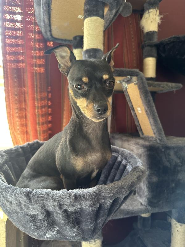 This is Mazie itch free. Yes, she’s sitting in a cat tree. LOL