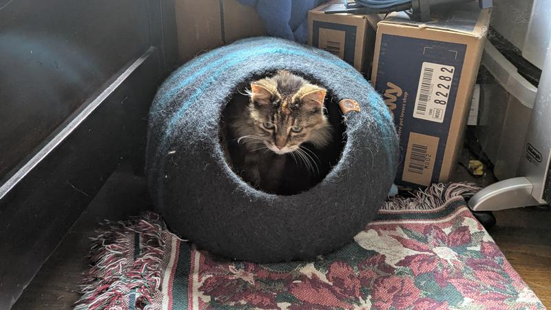 Frankie in a medium Black & Aqua