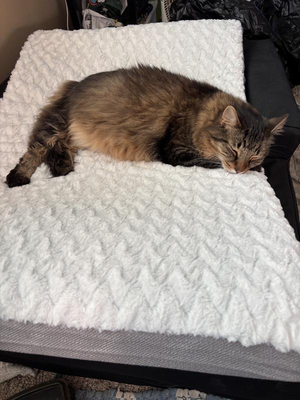 Kitties took over Dog Bed