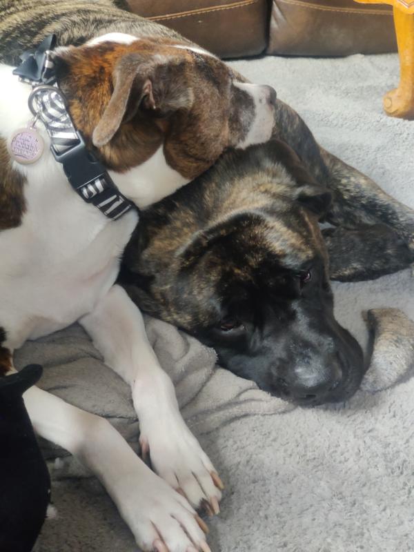 Very sad birthday boy (the dark brindle one)