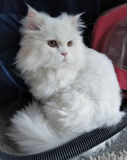 Halo, my Persian.
