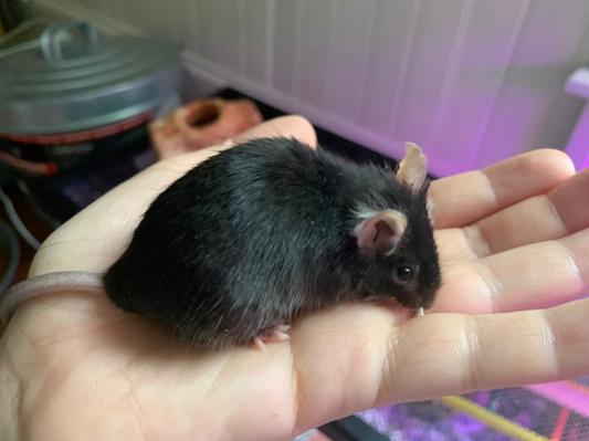 Elvira loves this soft bedding
