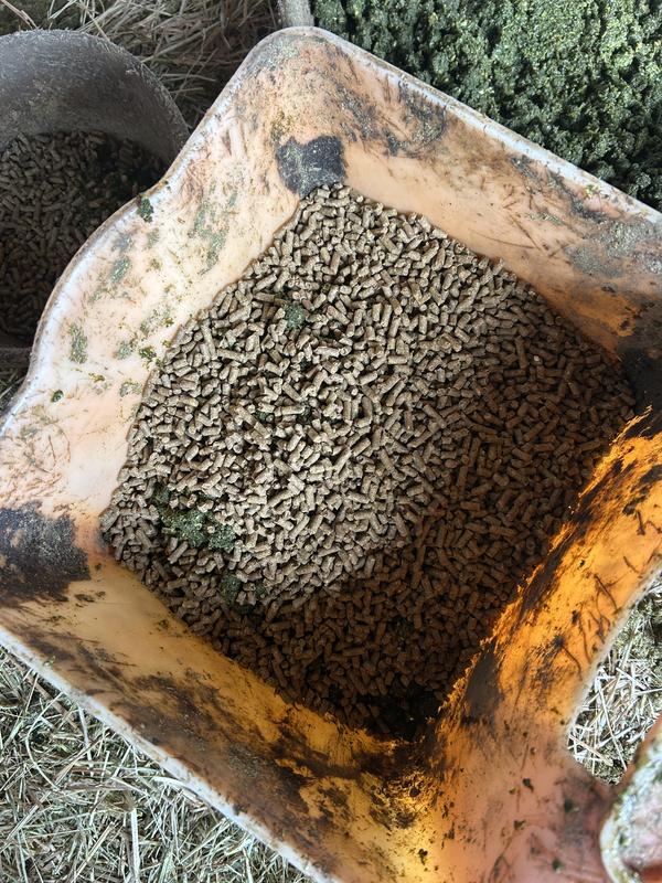 Scoop of Strategy on top of soaked alfalfa pellets