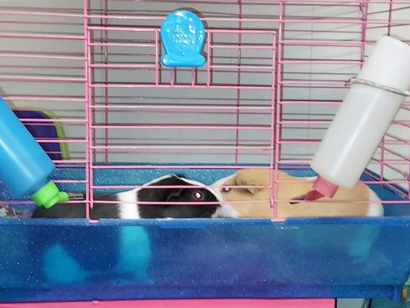 Chewy hamster outlet bedding