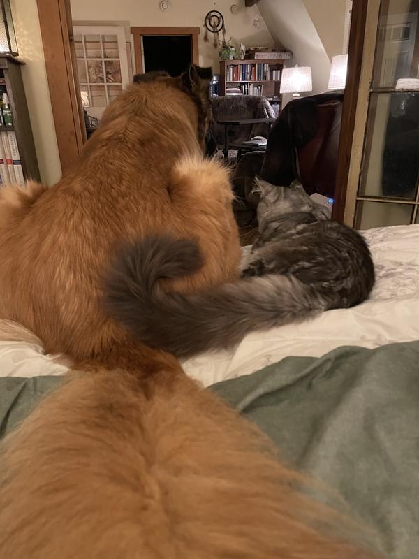 Life is Good with Rocco and Roxie’s Calming Treats