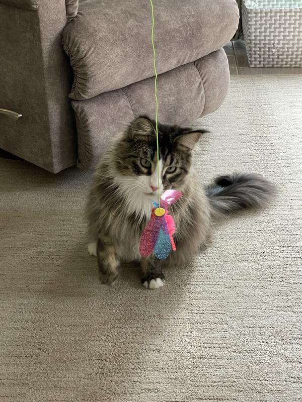 NECOICHI Crinkly Critters Fancy Flutterfly Cat Wand Toy - Chewy.com