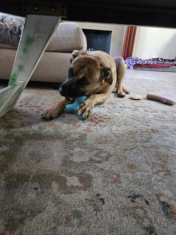 Rosie and goergia enjoying the chewy toy