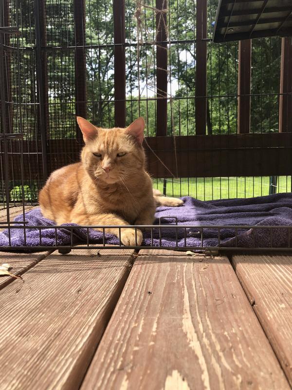 Dantes -15 yrs young