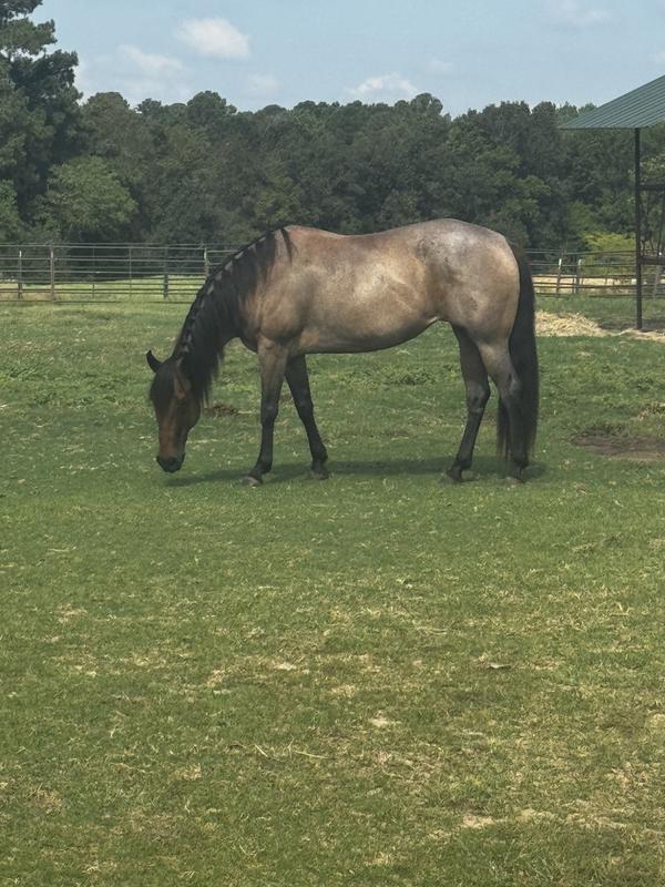 Blue belle day 1 of getting the new feed