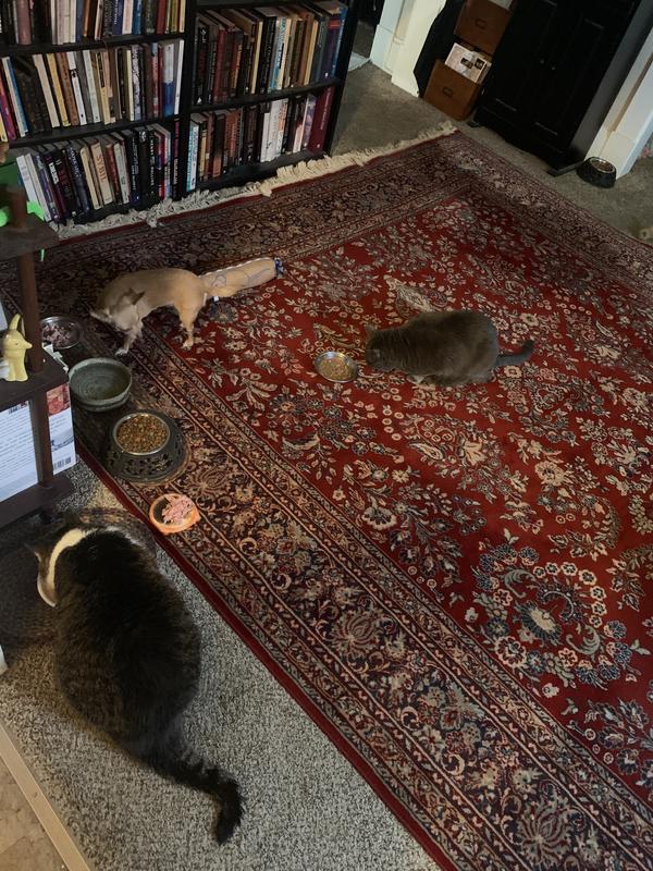 Ruthie enjoying her WTF Topper!