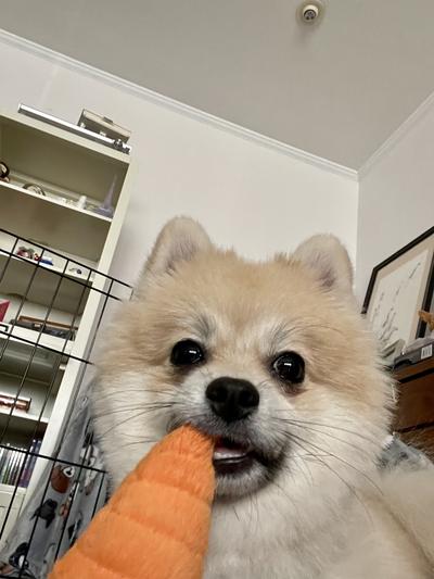 P.L.A.Y Garden Fresh Plush Carrot Dog Toy